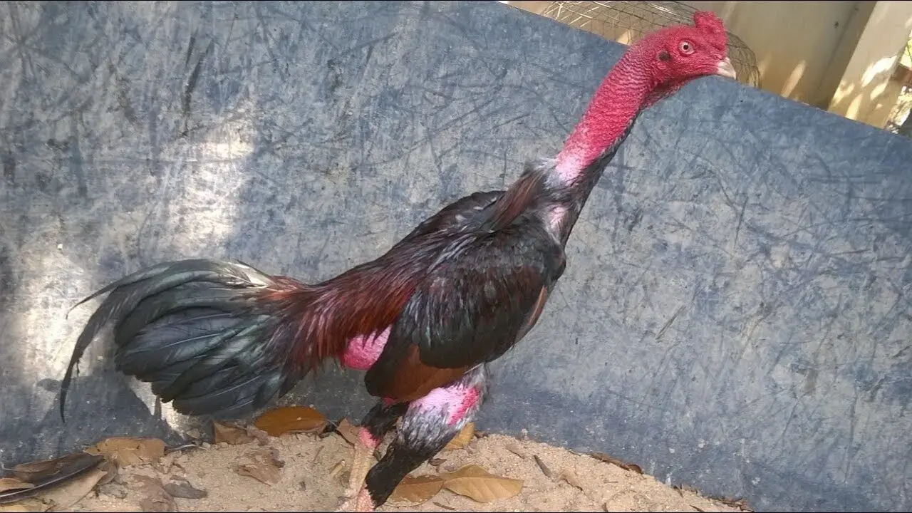 Gà tía lông càng đỏ thẫm càng chiến đấu hăng