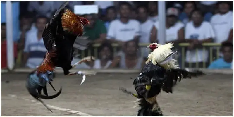 Đá gà cựa dao là gì? Tìm hiểu luật chơi và kinh nghiệm bách thắng 3 Cần quan sát kỹ để lựa chọn chiến kê tiềm năng trước khi đặt cược